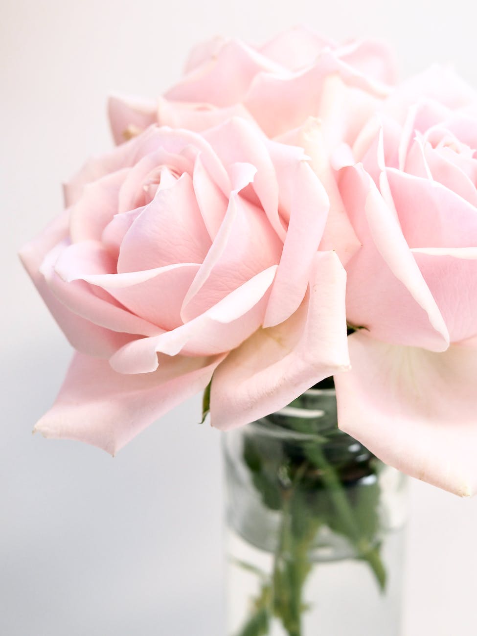 close up photography of roses